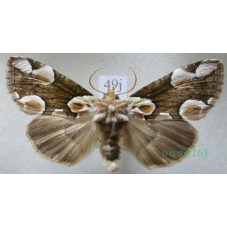 Thyatira batis (Linnaeus, 1758) Plamówka malinówka Czech49j